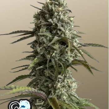Original AUTO SKUNK
